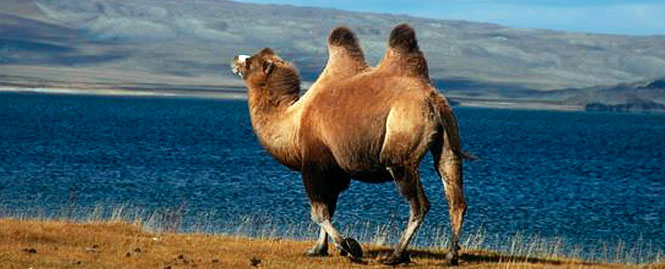В чем секрет сверхвыносливости верблюдов